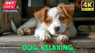 Dog TV: 24 hours of dog sleep music  Dog's favorite music  Piano relaxation music to relieve dog