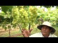 Agricultura al Día - Especial mes del campesino, evolución cultivos en Colombia