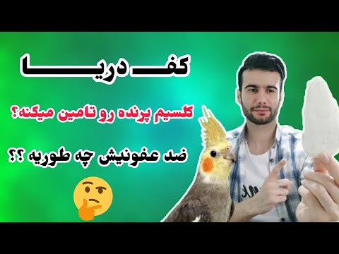 تصویری: چگونه یک پاراکیت صحبت کننده را آموزش دهیم