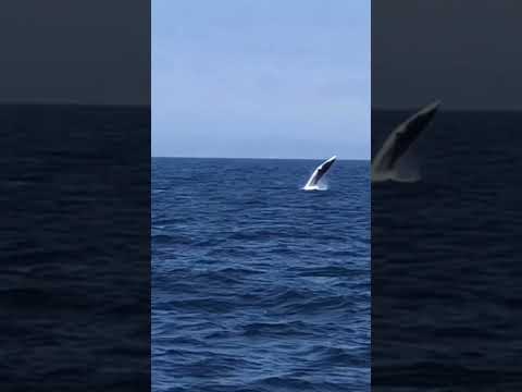 Breaching MINKE say