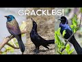 All about grackles