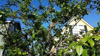 Detailed UPDATE: Tent Caterpillars Destroyed - Tree Saved Details