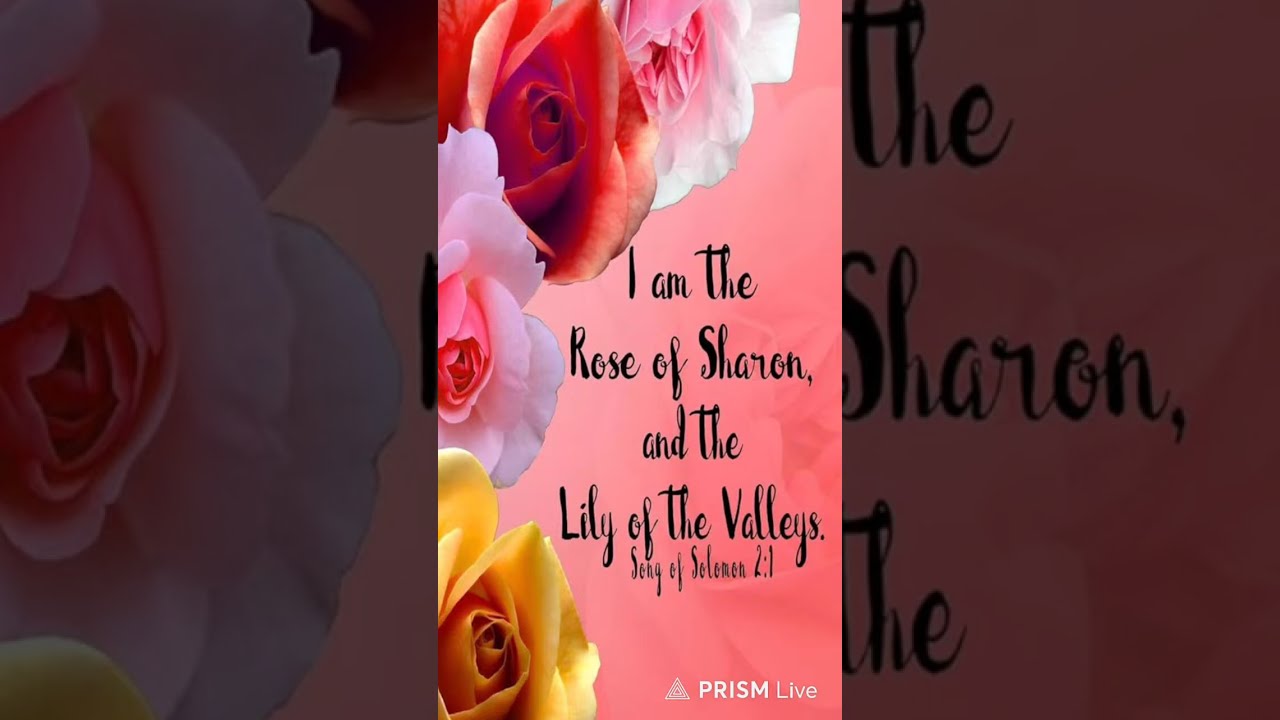 !! 🌹is symbol of love and honour!! 