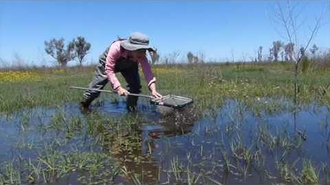 Waterbug sampling with Iris - Gwydir wetlands