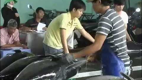 Thành lập hơn 50 nghiệp đoàn nghề cá quy mô lớn