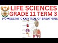 Life Sciences Grade 11 Homeostatic control of breathing Term 3