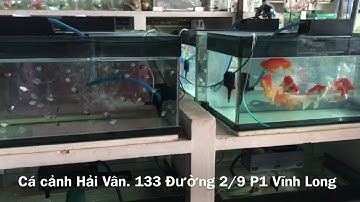 Du lịch Vĩnh Long - Ghé thăm tiệm cá Cảnh Hải Vân ( phần 2)