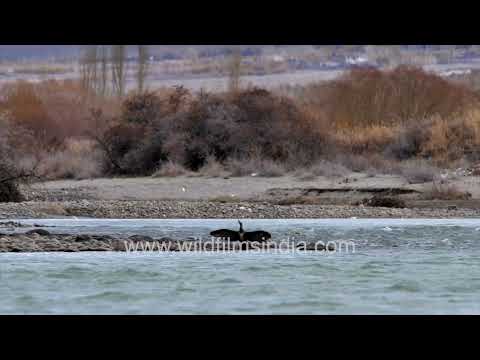 Cormorant drying its wings as a small shorebird forages along the rocky riverbank