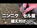 セル苗のニンニク植え付け/マルチ有無し