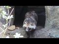 放飼場に出てくるホンドタヌキ「ぷるる」（井の頭自然文化園）Japanese raccoon dog