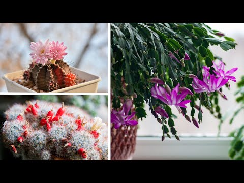 Video: Quando fioriscono i cactus - Tempi e condizioni di fioritura dei cactus
