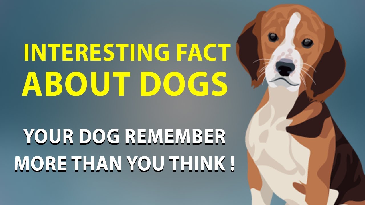 Interesting Fact About Dog!  Your Dogs Remember more than you Think !