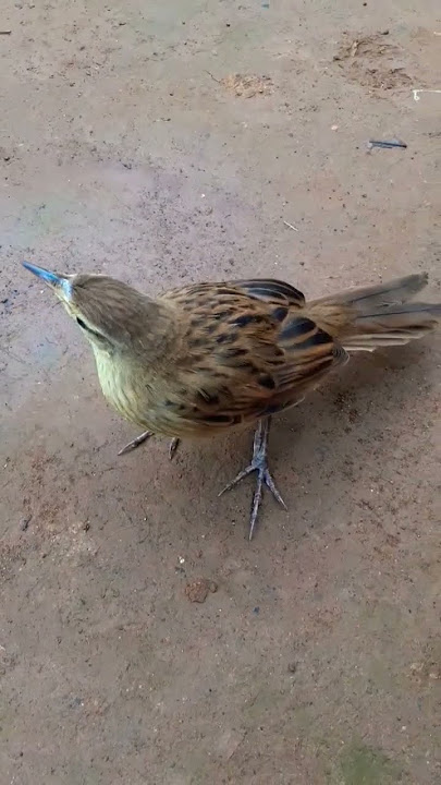 YA CUCAK KORENG NYA/MUTER MUTER KK 🤗🐦🤭#shortvideo #shots #shortsfeed #shorts