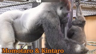 【Kyoto】Gorilla⭐️ Kintaro is a little confused by his dad who touches more aggressively than usual.