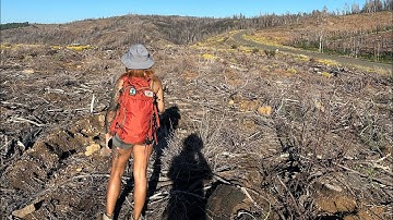 Greenwashing - How Viral Tree Planting Videos Are Used To Trick You To Support ClearCut Logging