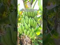Maiʻa — The Hawaiian Banana That Traveled Across the Pacific 🍌🌊