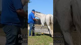 Former Racehorse Saved By Peta, Now Living The Dream #Shortsyoutube