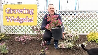 How to grow and care for Weigela bushes!