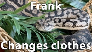 Frank the snake sheds her skin.