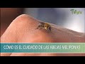 Como es el cuidado de las Abejas Meliponas - TvAgro por Juan Gonzalo Angel Restrepo