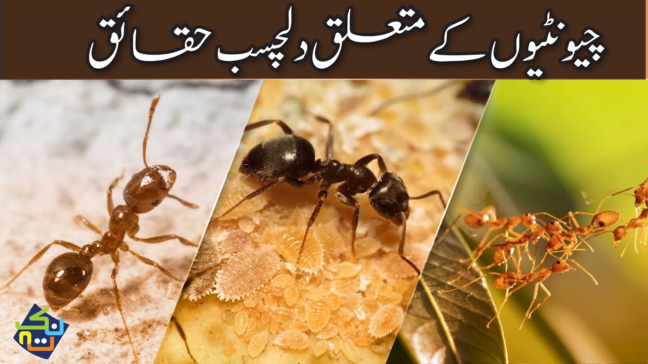 Interesting Facts about Ants Facts in Hindi/Urdu Nuktaa YouTube