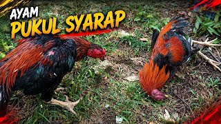 Ayam Pukul Syarap Rahasia Perawatan Khusus Biar Kuat U0026 Agresif