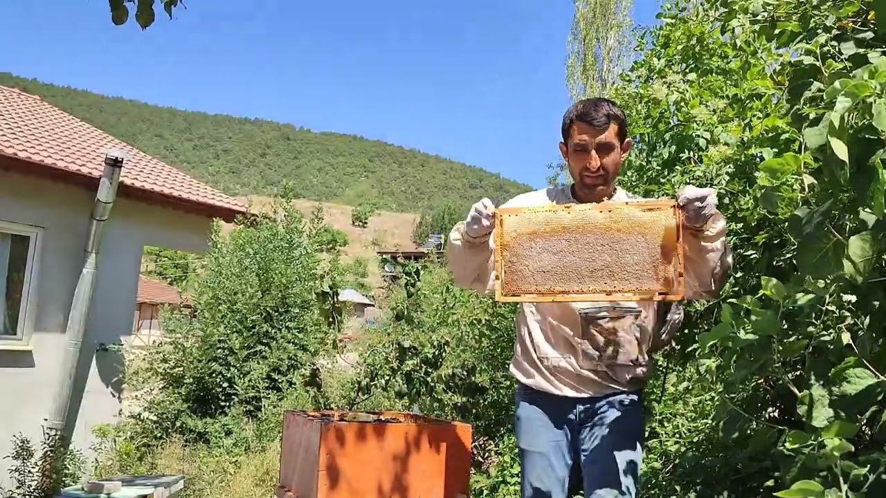 SIKIŞIK ARININ YAPTIĞI BAL BÖYLE OLUR