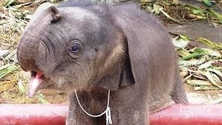 象の赤ちゃん　Naughty baby elephant in BangkokThailand