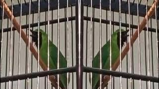 Pancingan cucak ijo ful Nembak isian walet ngeRol panjang