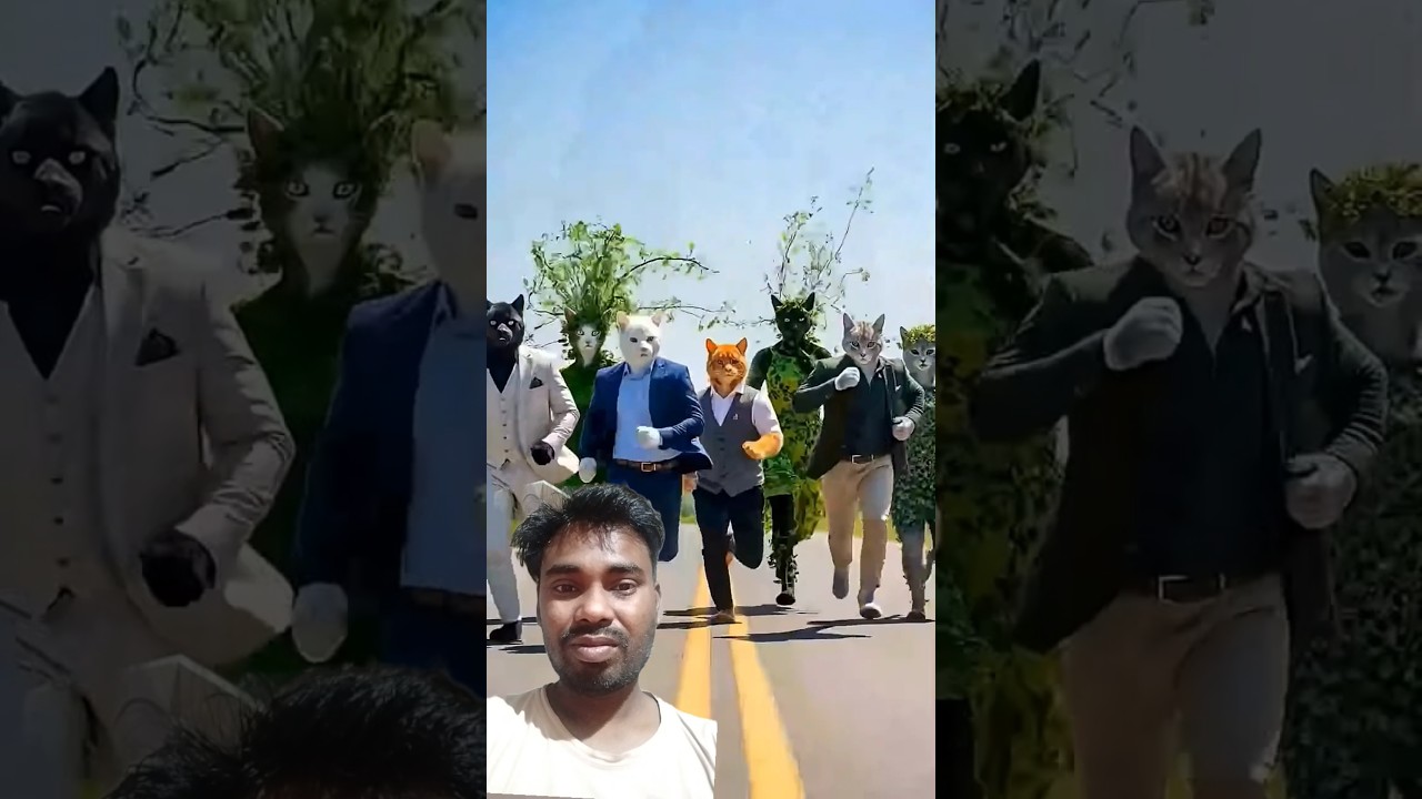 How to funny short cat Video 