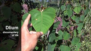 Kareumbi (Homalanthus populneus)