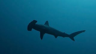 San Jose Del Cabo Mexico diving, Gordo Banks