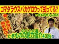 背景にまぎれる変わったアリジゴク　コマダラウスバカゲロウ解説&探索！【2020年いきものの魅力紹介40選　その２】幼虫が動くシーンが撮れたけど大門さんに邪魔された・・・