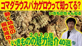 背景にまぎれる変わったアリジゴク　コマダラウスバカゲロウ解説&探索！【2020年いきものの魅力紹介40選　その２】幼虫が動くシーンが撮れたけど大門さんに邪魔された・・・