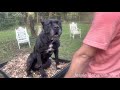 Cane Corso farm obedience