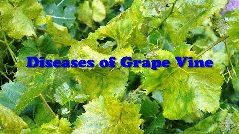 Diseases of Grape Vine