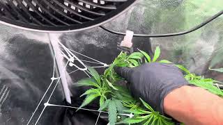KING’S KUSH #2 | PREPARE 4 BLOOM – Finales Cleanup 🌱
