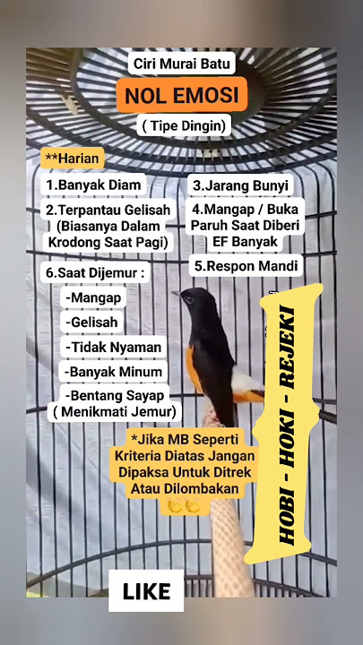 MURAI BATU NOL EMOSI / TIPE DINGIN / merawatburung #muraibatu #burung #kicau #birds