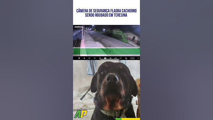 Cachorro roubado em Teresina 🚨