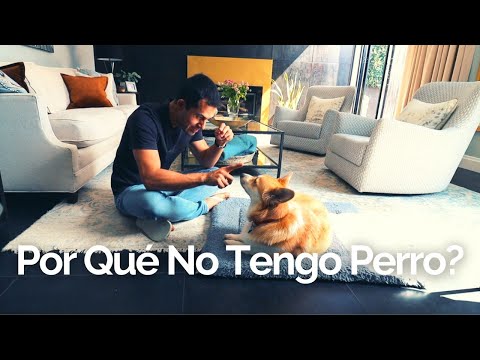Why Don't I Have a Dog? 🤔
