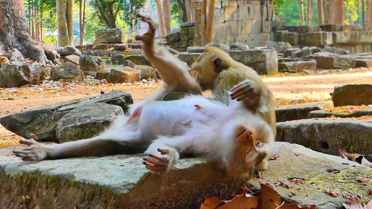 Pregnant Monkey Libby Sleeping Peacefully while RB Helps with massages—Almost Time to Give Birth 🐒💛