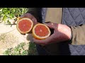 Variedad naranjas kirkwood  red navel