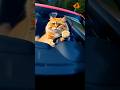 山道貓王 Mountain Road Cat King #cat #貓咪日常 #funny #cute #金吉拉 #山道 #競速 #極限 #貓 #動力 #貼背