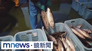「旨味」靈魂瀕危　日本高知鰹漁獲40年減3/4｜#鏡新聞