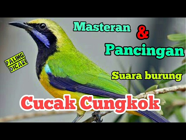 SUARA BURUNG CUCAK CUNGKOK UNTUK MASTERAN SUARA ASLI class=