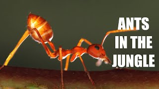 Ant Noise 2 Hours Long | Study, Relax and Focus to White Sound Ambience