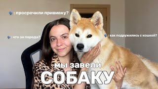 МЫ КУПИЛИ СОБАКУ | АКИТА-ИНУ | ЩЕНОК