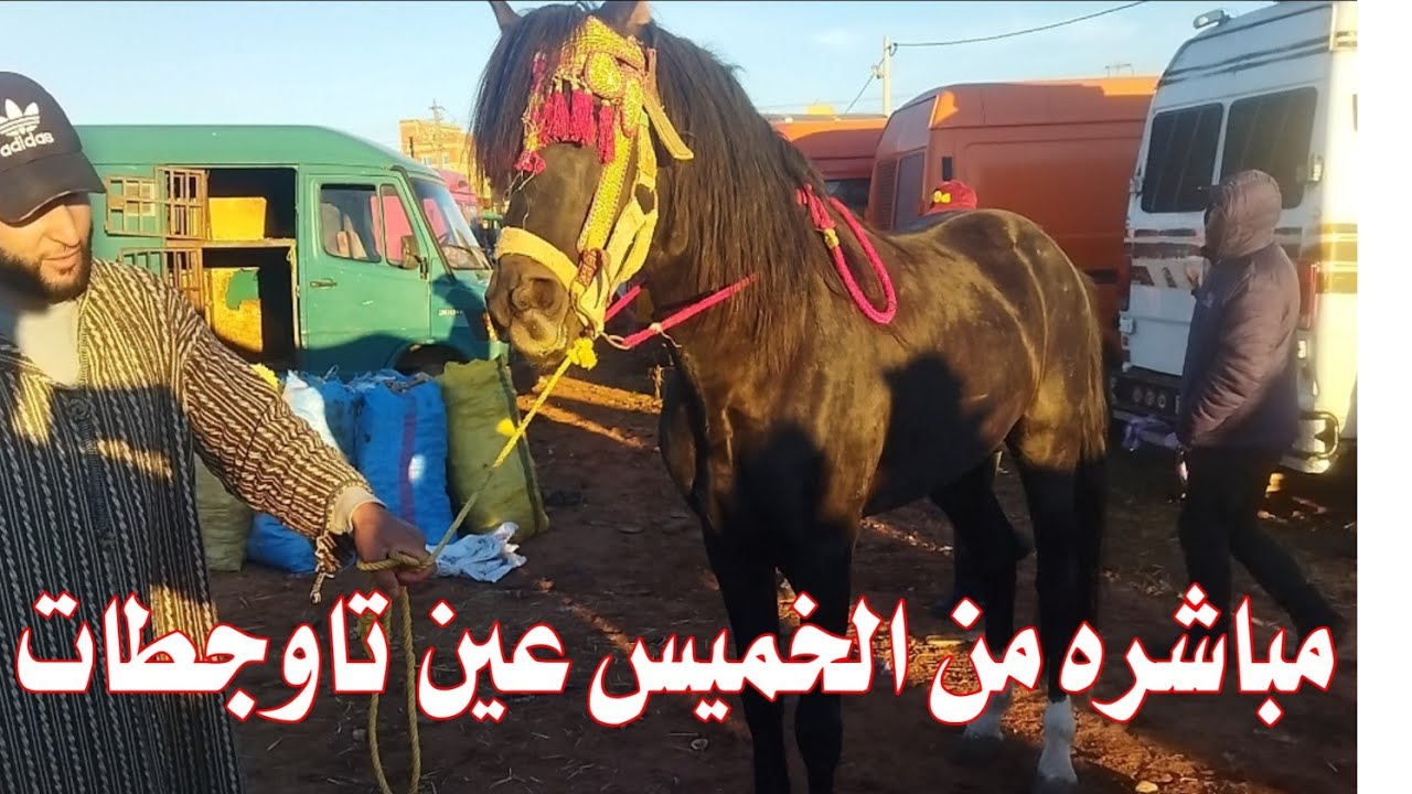 سوق الخميس عين تاوجطات الخيول والبغال والحمير 🐎🐎