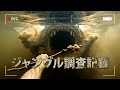ジャングル調査記録｜Jungle Investigation Record