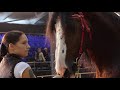 IV чемпионат лошадей Владимирской породы, Владимирские тяжеловозы